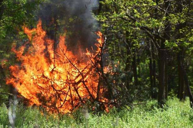 Протягом 6 липня на більшій частині території Закарпатської області збережеться переважно надзвичайна (5-й клас) пожежна небезпека.