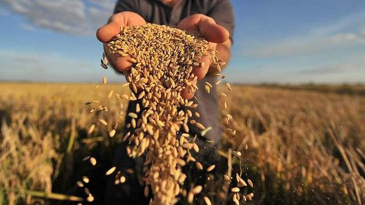 Світ опинився на порозі нової продовольчої кризи. Зведення з полів основних країн-постачальників зерна і овочів все частіше нагадують бойові.