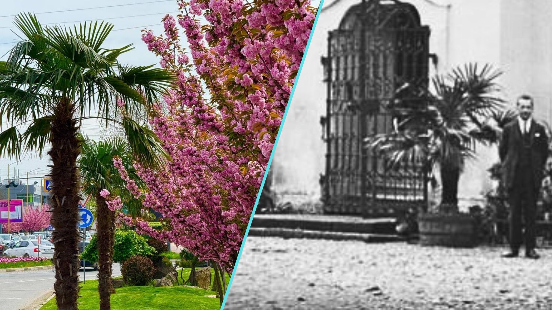 Information about palm trees in Uzhhorod quickly gained popularity in the media and social networks. At the same time, it became known that this exotic plant is not the first to be found in these places.