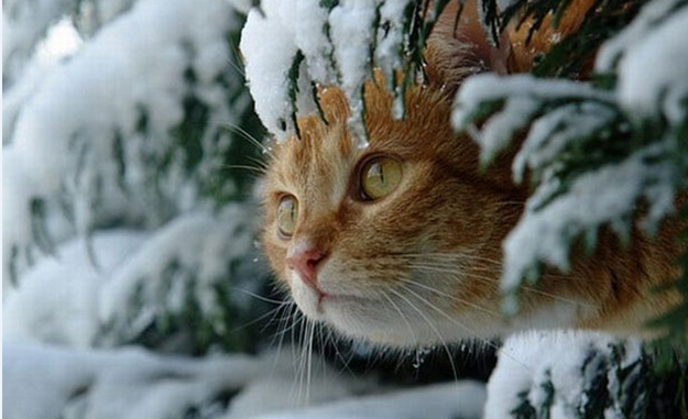 Синоптики прогнозують, що всю Україну накриє снігом.