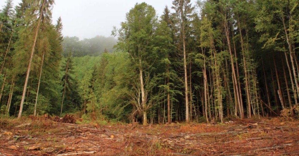 Ясінянський та Брустурянський лісгоспи на Закарпатті суцільними рубками знищили майже 50 гектарів карпатських лісів, яким планували надати охоронюваний статус.