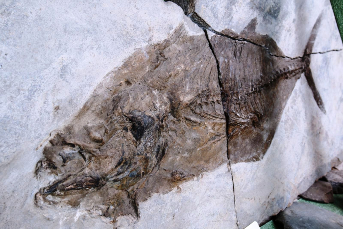 Знаете ли вы, где находится единственный в мире окаменелый отпечаток рыбы тунца с доисторических времен? Дать ответ на этот вопрос легко – посетите Закарпатский краеведческий музей в городе Ужгород.
