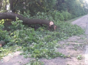 На Перечинщині за вихідні на дорогу впало п’ять дерев.