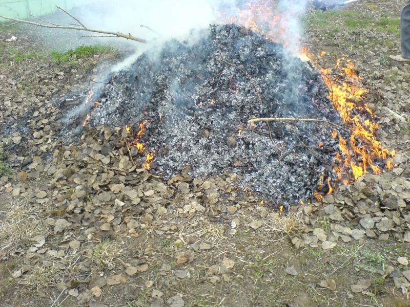 С начала весны растет количество случаев сжигания мусора.