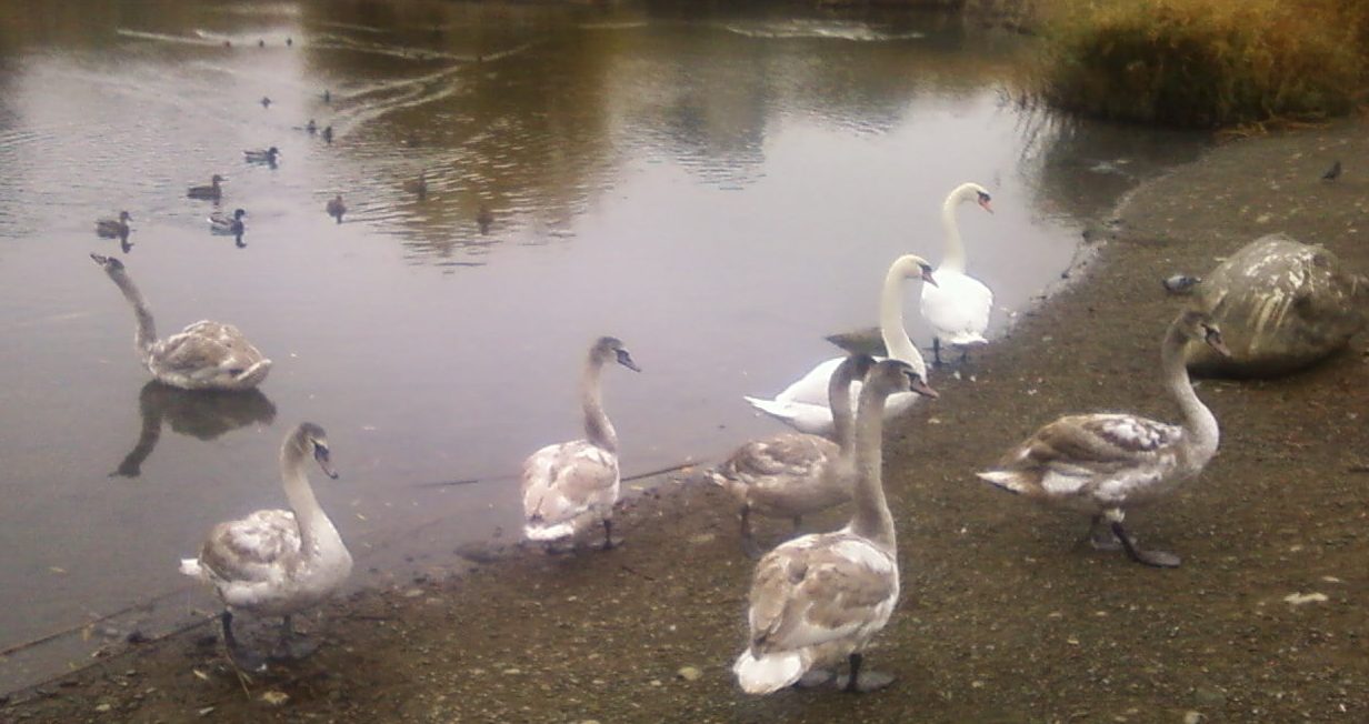 На Ужгородському озері “Кірпічка” виросло підростаюче покоління лебедів. 