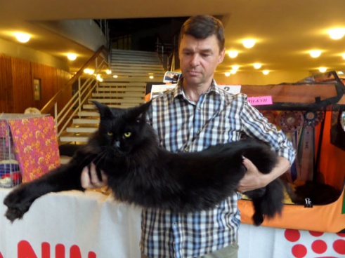 В Ужгороді на виставці представили понад 30 порід котів / ВІДЕО