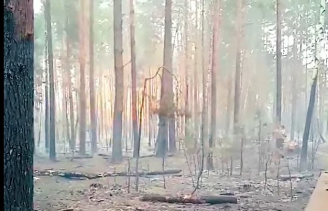 У ліси звільненої Київщини без металошукача й посвідчення піротехніка зараз краще не потикатися.
