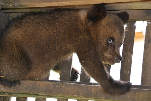 Центр реабілітації бурих ведмедів національного природного парку «Синевир» поповнився ще одним мешканцем-п’ятимісячним ведмедиком Петриком. 