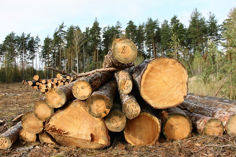 Працівник Державної лісової охорони допустив вирубку дерев на 857 тисяч гривень.

