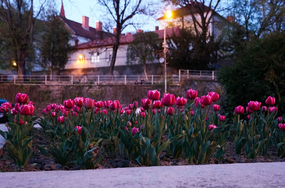 Разом із сакурами ужгородські тюльпани відкривають весняний сезон в обласному центрі Закарпаття.