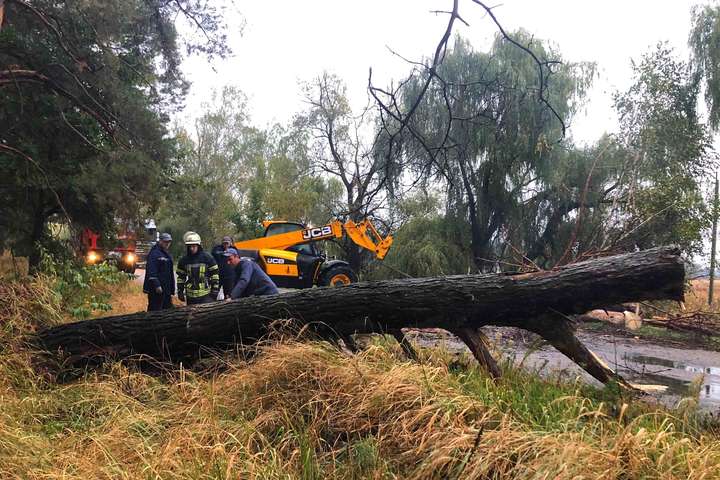 5 дерев впали на проїжджі частини доріг на Закарпатті внаслідок буревію 29 грудня. 