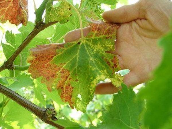 Виноградные листья иногда меняет свой цвет, форму и покрывается пятнами различной окраски.