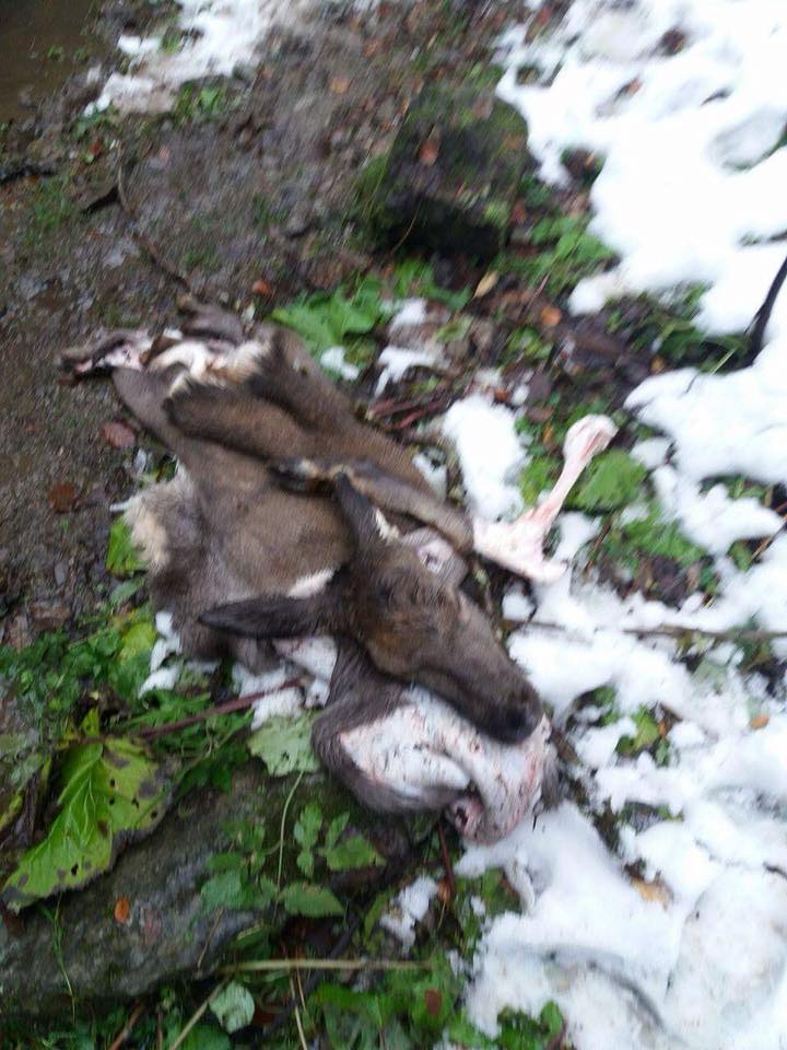 3 листопада 2017 року на території заповідника було виявлено факт незаконного полювання, зокрема знайдено рештки оленя благородного та м'ясо ведмедя бурого, а також знайдено знаряддя полювання.     