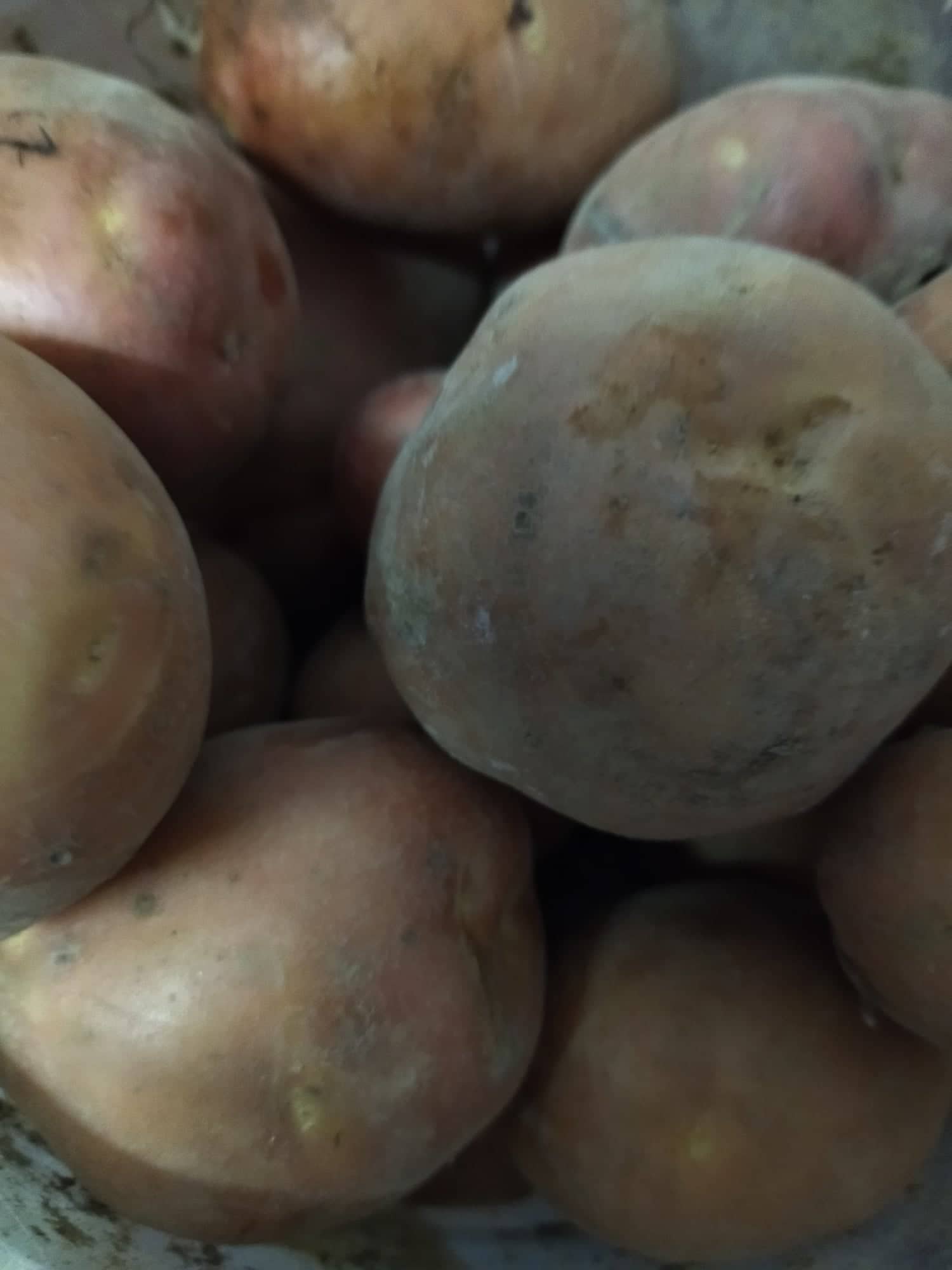 У деяких селах на Закарпатті господарі почали вибирати картоплю та запасатись врожаєм на зиму.

