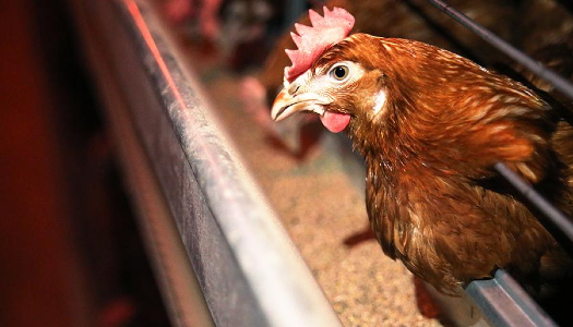 Євросоюз тимчасово призупинив поставки м’яса птиці з України після випадків пташиного грипу в країні.