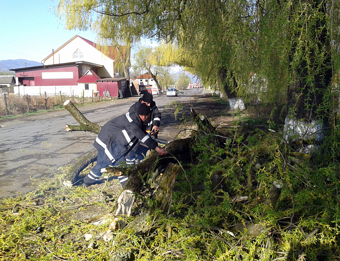 Вранці 14 квітня на виїзді з смт. Тересва Тячівського району внаслідок пориву вітру на дорогу впало дерево. 