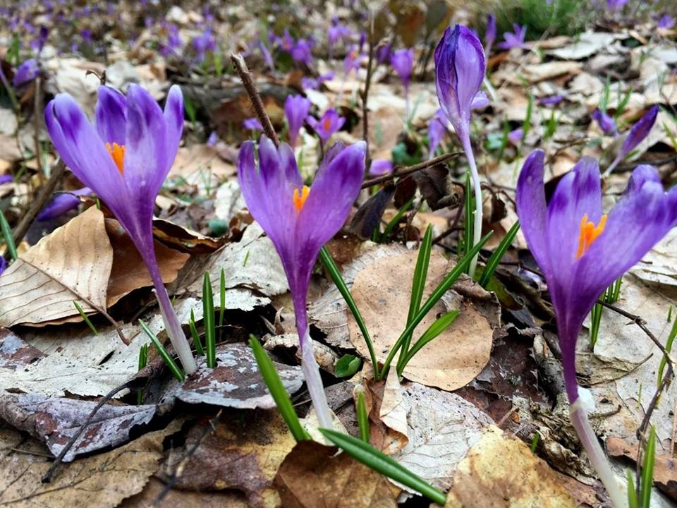 Весна – пора року, яку усі з нетерпінням чекають. А найбільше – коли з-під землі починають виглядати квіти.