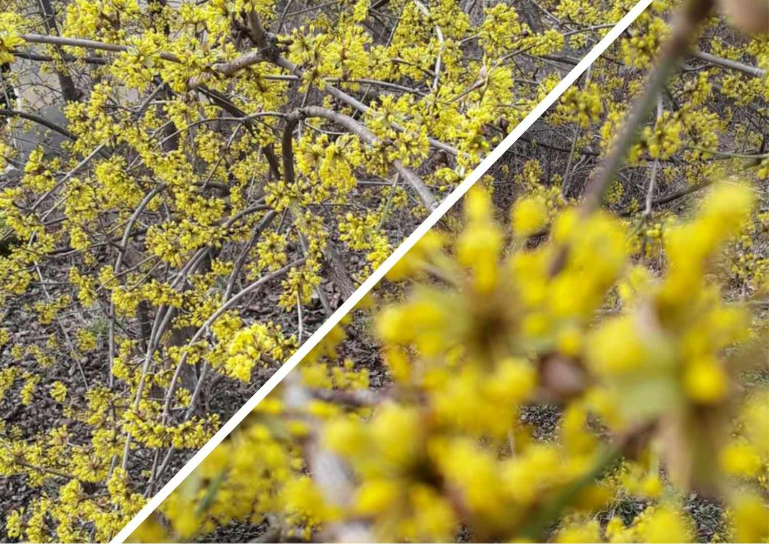A legrégebbi Ukrajnában és Nyugat-Európában: Cherna faluban az egyik traktus megfullad a kutyafa aromájába (FOTÓK)