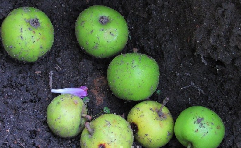 У Мукачеві негода побила городину, яблуні та сливи.