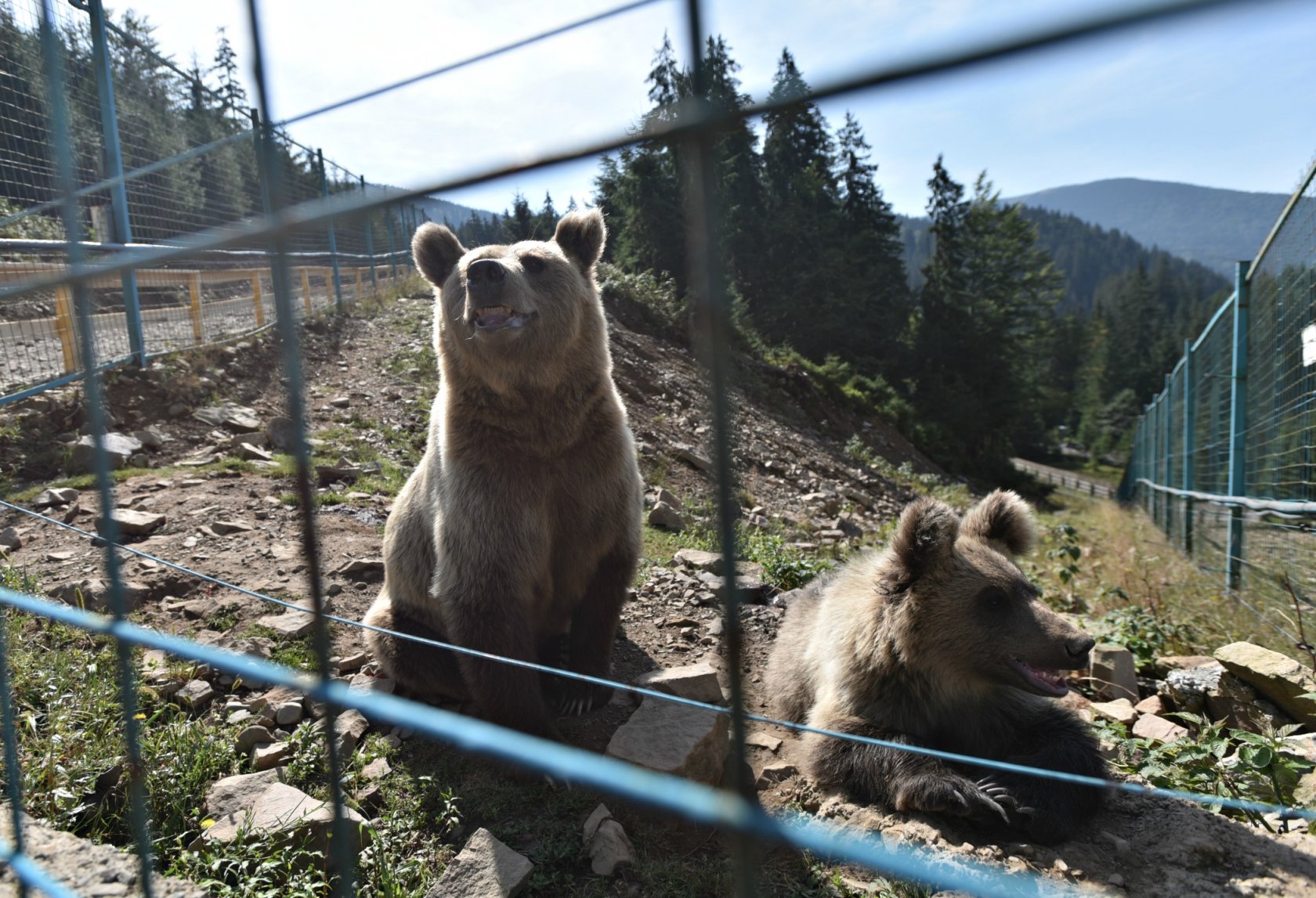 23 бурих ведмеді знайшли притулок у реабілітаційному центрі, що був створений шість років тому в Національному природному парку «Синевир». 