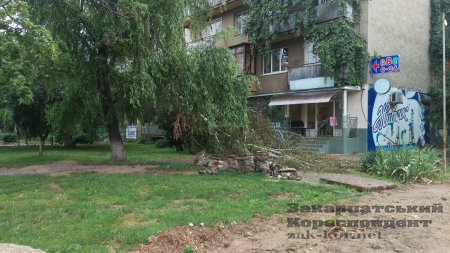 Чергове дерево, що не витримало буревію зафіксовано на Грушевського в Ужгороді. Береза впала прямо перед перукарнею, загородивши вихід з неї.