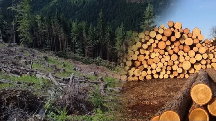 ДБР повідомило про підозру колишнім заступнику начальника Закарпатського обласного управління лісового і мисливського господарства та лісничому одного з лісництв області, які незаконно вирубували ліс.