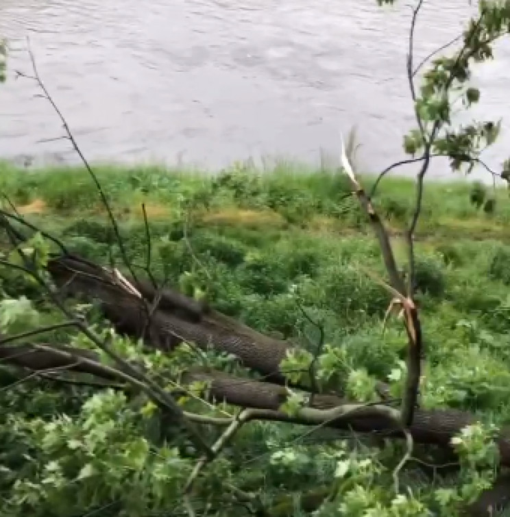 Дерево упало на площадь Фенцык в Ужгороде.