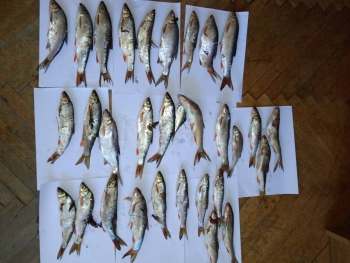 5 серпня під час проведення рейду Закарпатським рибоохоронним патрулем було виявлено два факти вилову червонокнижних видів риб.
