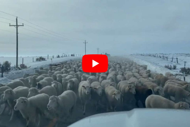 Стадо овець створило масштабну пробку на дорозі (ВІДЕО)