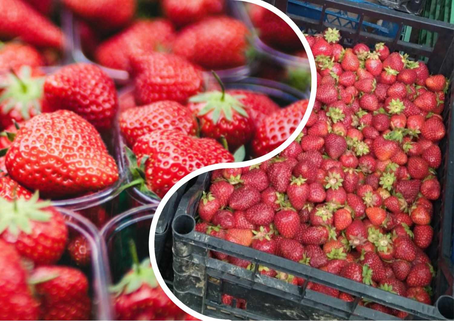 В регионе уже стартовала продажа ранних ягод.