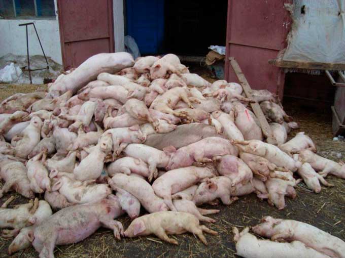 В Україні поголів’я свиней за рік поменшало більш як на півмільйона.
