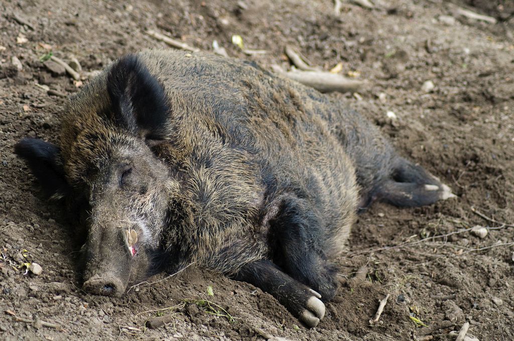 На Іршавщині знайшли труп дикої свині.