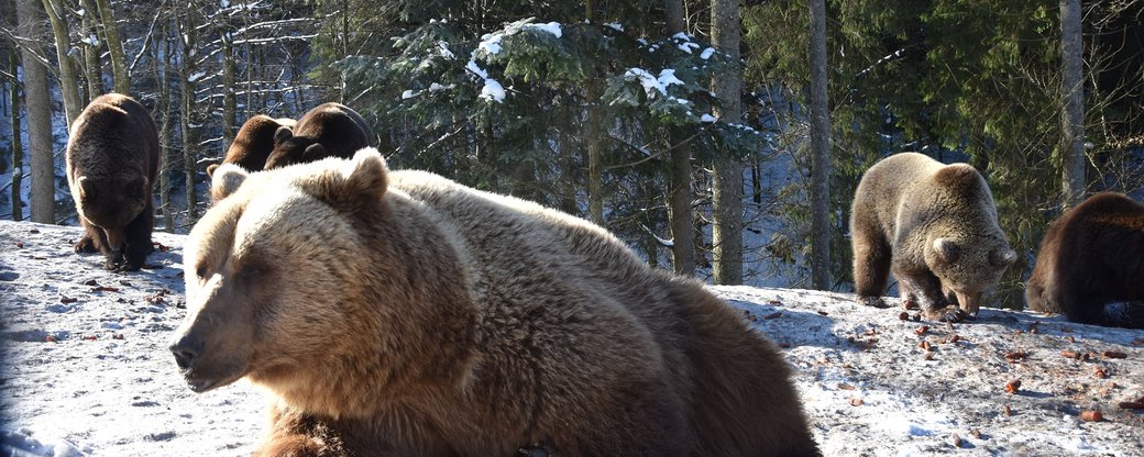 У Центрі реабілітації бурих ведмедів почали прокидатися перші клишоногі. Цього року зимова сплячка була короткою, каже директор Центру Ярослав Бундзяк.