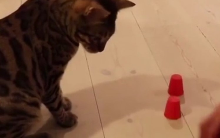 Тварина була знята на відео, опублікованому в Мережі. У ролику показано, як кіт безпомилково відгадує, під якою зі склянок знаходиться предмет.