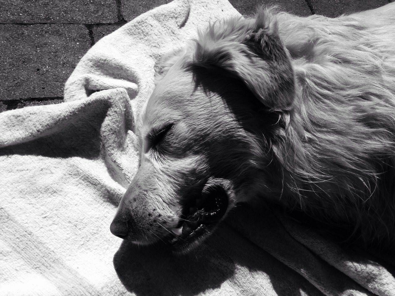 Днями мукачівські активісти повідомили про масове отруєння собак у дворогосподарствах міста.
