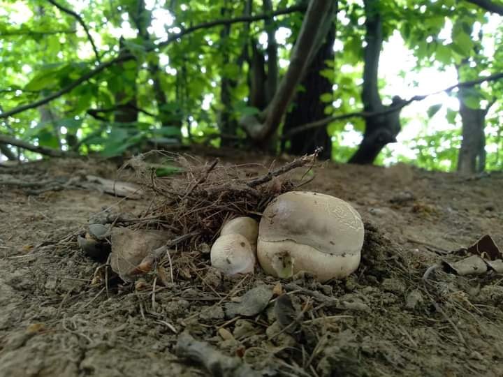 В окрестностях села Анталовцы нашли первые грибы в этом сезоне.