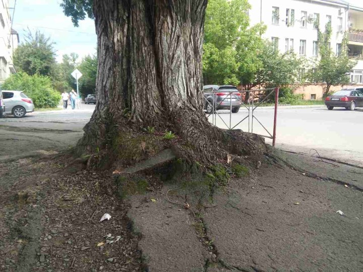 На площі Дружби народів в Ужгороді починається капітальний ремонт тротуарів і на його першому етапі із 8.30 завтра, 27 липня, там почнуть видаляти аварійні та пошкоджені дерева. 