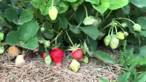 На Чорній Горі у Виноградові вже збирають полуницю / ВІДЕО