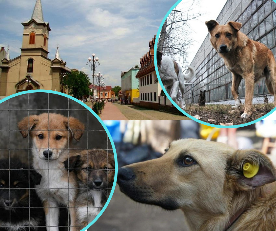 В Тячеве начался отлов и стерилизация бездомных собак.