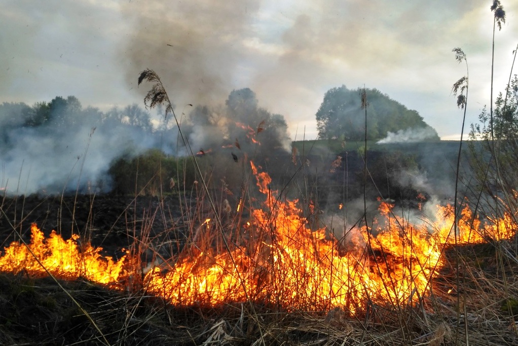 С наступлением потепления в ежедневных сводках спасателей по имеются сообщения о пожарах в экосистемах Закарпатской области.