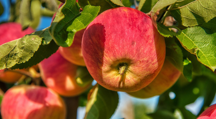 Погодні умови цього сезону на Закарпатті знизили якість яблук. Під час спеки вони пеклися на гілках, а після тривалих дощів на плодах утворилися тріщини.