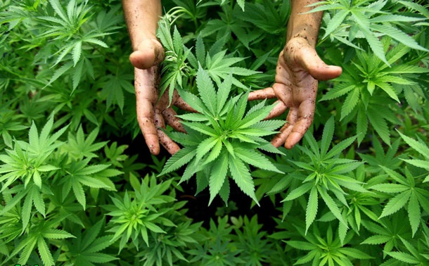 Грузія скасувала покарання за вирощування марихуани для особистого користування.