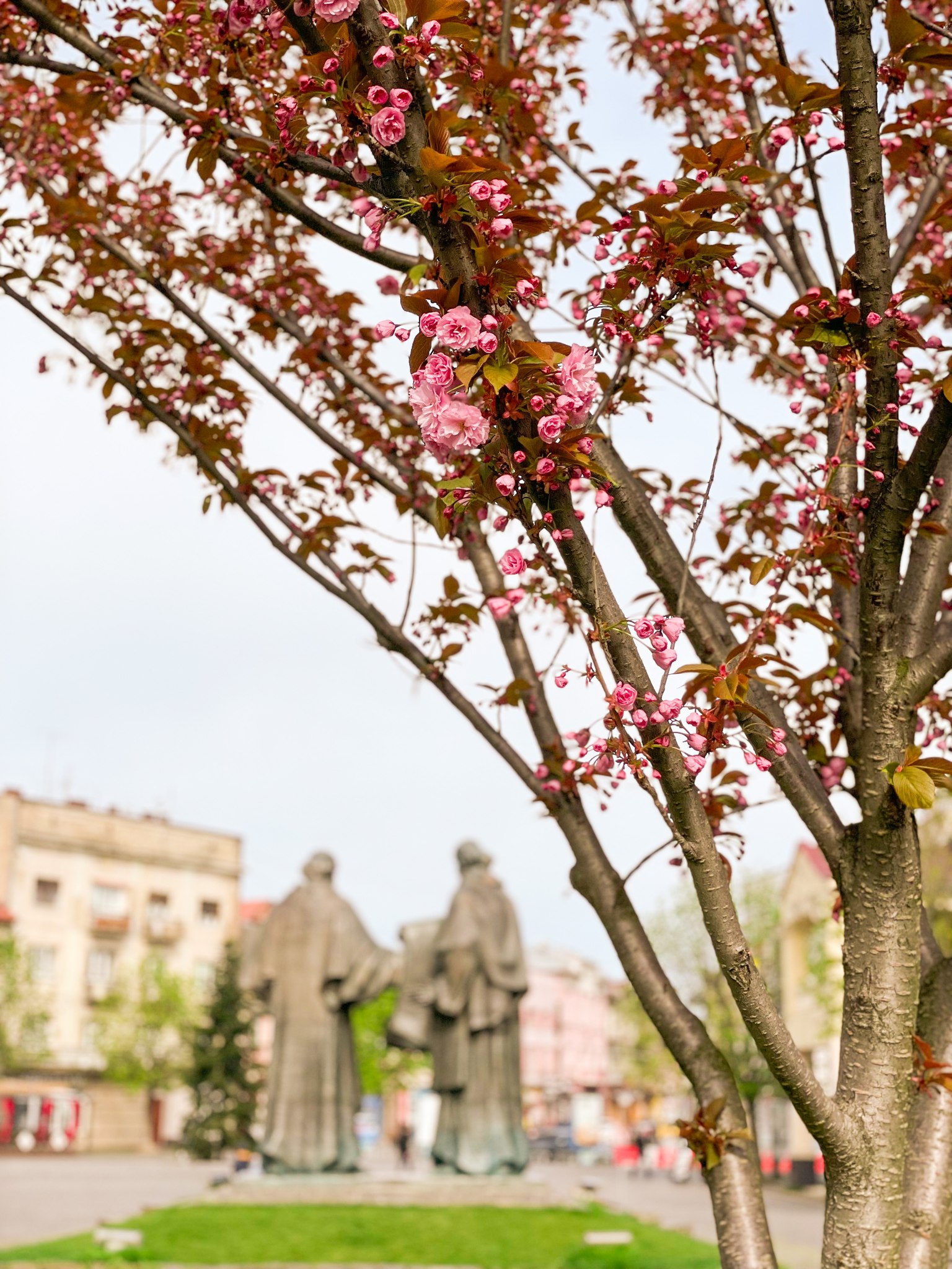 Весна прийшла: Мукачево вкрилося цвітом японської вишні