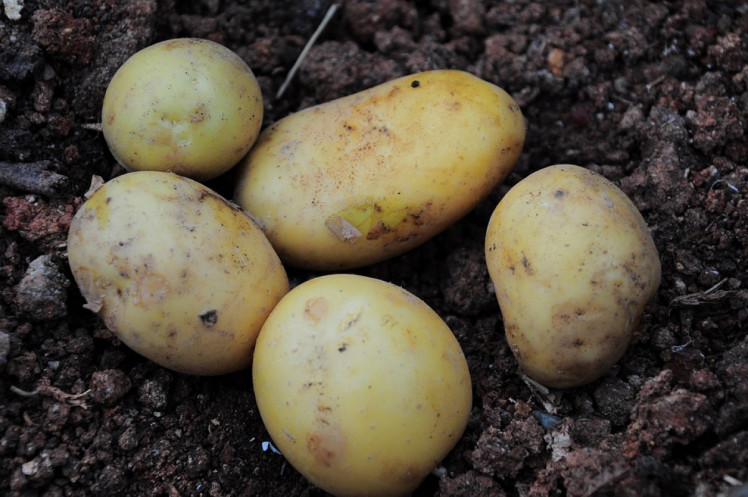 Ціна на молоду місцеву картоплю на Закарпатті цього року стартують з 60 грн/кг, крупніша коштує 65-70 грн/кг. Торік ця картопля коштувала 50-60 грн/кг.