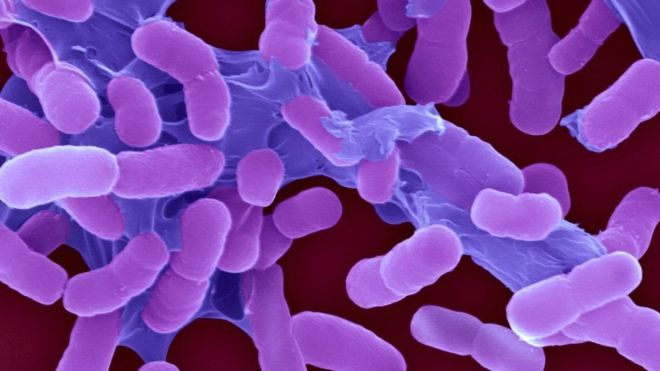 ВОЗ назвала самые опасные для человека бактерии.