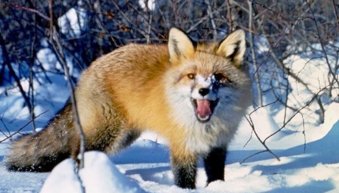 Небезпечне захворювання виявили у лисиці на території Сасівського лісництва.