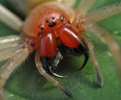Житель Сторожниці Закарпатской области обнаружил в своем доме необычного паука.