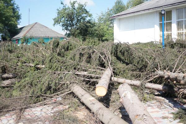 В Бедевлі срубили под корень 35 елей