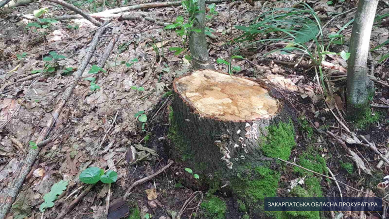 Два обвинительных заключения были направлены в суд Раховским отделом Тячевской районной прокуратуры по фактам незаконной вырубки деревьев в лесах, которые нанесли значительный ущерб (ч. 1 ст. 246 УК Украины).