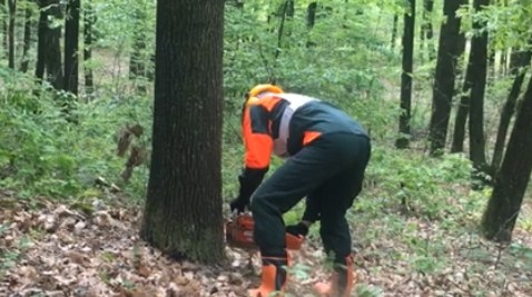Виноградівські лісівники показали, як відбувається валка лісу / ВІДЕО